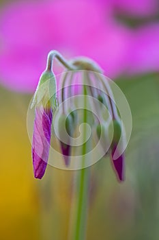 Bowie`s wood-sorrel Oxalis bowiei Amarantha flower buds photo